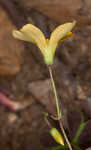 Tufted yellow woodsorrel